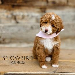 Goldendoodle Puppies from Cedar Doodles