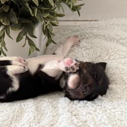 Gracie - Piebald female Dachshund puppy in Gerber, California from Red Dirt Doxies