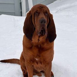 Gunther - Bloodhound