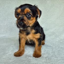 Pongo - Black and tan male Yorkshire Terrier puppy in Blacksburg, South Carolina from Hess Pooches LLC