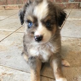 Miniature Australian Shepherd Puppies from Fuller Aussies