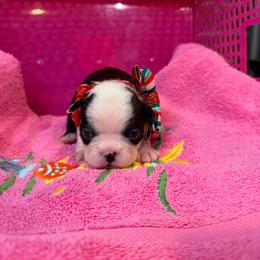 Girl 1 - Black and white female Boston Terrier puppy in Conyers, Georgia from Dixe Hill Dogs