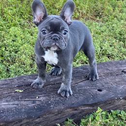 Boxer and French Bulldog Puppies from Beachside Boxers and Frenchies