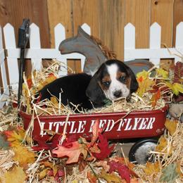 Alax - Black white and brown male Basset Hound puppy in Dover, Arkansas from S&S American Bassets
