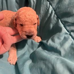 Boy 3 - Apricot male Poodle puppy in Whigham, Georgia from Moonlight Poodles