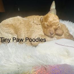 Poodle Puppies from Tiny Toy Poodles