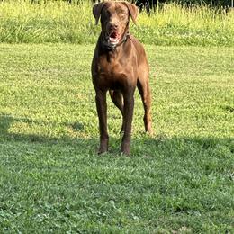 Eve - Catahoula Leopard Dog