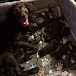 Sweet Boy Blue - Dark brown male Boykin Spaniel puppy in Bowling Green, Kentucky from Drakes Creek Boykins LLC