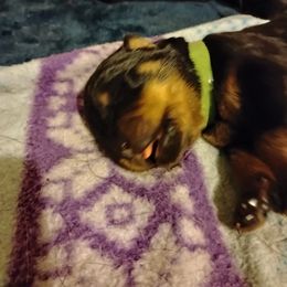 Girl 4 - female Rottweiler puppy in Jacksonville, Florida from Vom Jobaer Rottweilers