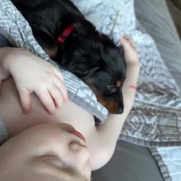 Dachshund Puppies from Champion Dachshunds