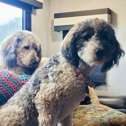Syd - Aussiedoodle