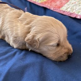 Ms. Purple - Light golden female Golden Retriever puppy in Brentwood, California from Golden M Family Farms