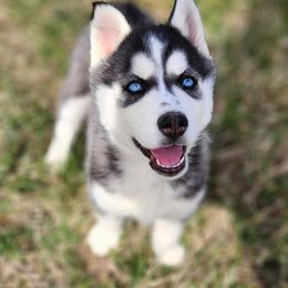 Siberian Husky Puppies from Kentucky Huskies