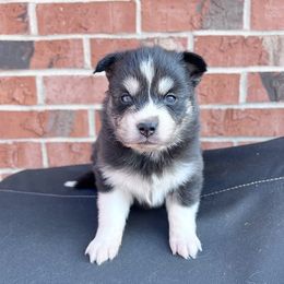 Rapunzel - Black and white female Pomsky puppy in Henderson, Kentucky from Paris Pomskies