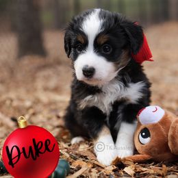 Duke - BTM - Black tri male Toy Australian Shepherd puppy in Nacogdoches, Texas from TK Standard, Mini, & Toy Aussies