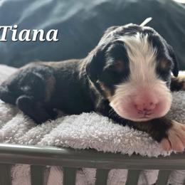 Tiana - Black rust and white female Bernese Mountain Dog puppy in Blackfoot, Idaho from Draper Mountain Doodles