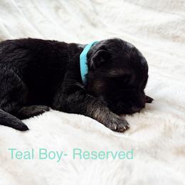 Teal Boy - Black and tan male German Shepherd puppy in Buxton, Oregon from Buxton Oregon Shepherds