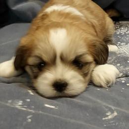 Blaze D3 - Golden male Lhasa Apso puppy in Norman, Oklahoma from Steve's Puppies