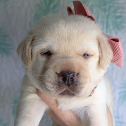 Ariat - Yellow female Labrador Retriever puppy in Dunnellon, Texas from Belle Rose Labradors
