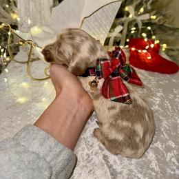 Dachshund Puppies from Doodle Bugs Doxies