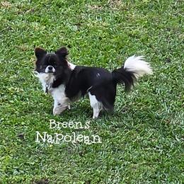 Napolean - Chihuahua