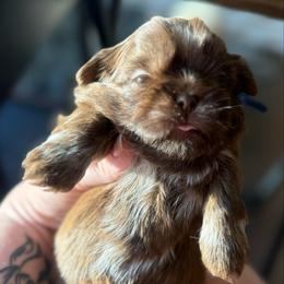 Dk blue - Liver male Shih Tzu puppy in Berkeley Springs, West Virginia from Sandridge Shih Tzus