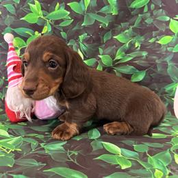 Raylan - Chocolate and tan male Dachshund puppy in Colbert, Oklahoma from Brooke Crenshaw