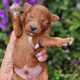 Akc clear - Red  male Poodle puppy in Salem, Missouri from Meadowbrook Poodles