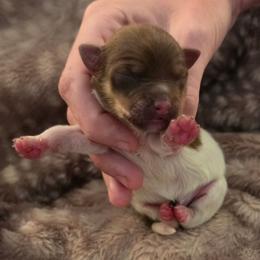 Salem - Chocolate parti male Pomeranian puppy in Gun Barrel City, Texas from Petite Poms
