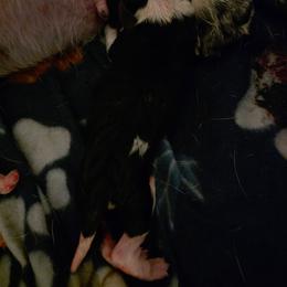 Girl 5 - Black and white female Basset Hound puppy in Princeton, Minnesota from Blissful Basset Hounds