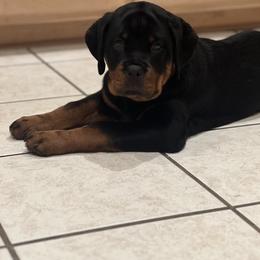 Rottweiler Puppies from Von Ratermann Rottweilers