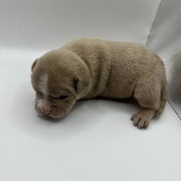 Girl 5 - Gray brindle Olde English Bulldogge puppy in Long Lane, Missouri from Dousinbury Creek K-9s