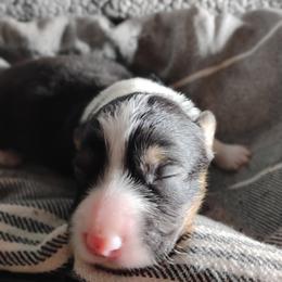 Silver Collar - Black and tan male Pembroke Welsh Corgi puppy in Yelm, Washington from Tolbolton Creek Corgis