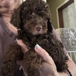 Felix - Chocolate male Goldendoodle puppy in Waynesboro, Virginia from Forest Creek Kennel