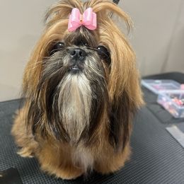 Reba - Shih Tzu