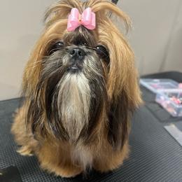 Reba - Shih Tzu