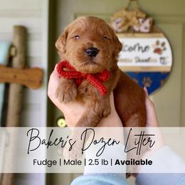 Fudge - Red  male Goldendoodle puppy in Comanche, Texas from Central Texas Doodles, LLC.