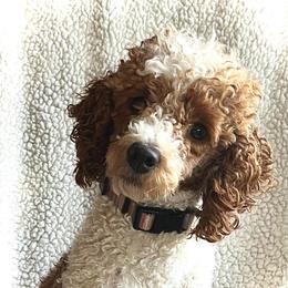 Sandra - Poodle