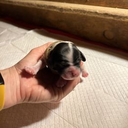 Mayflower - Black and white female Cocker Spaniel puppy in Warrensburg, Missouri from Hirt House Saints