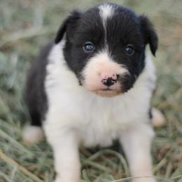 Bear - Black and white male Border Collie puppy in Hesperus, Colorado from I&A Border Collies