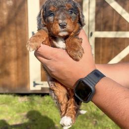 Bloom - Tri-color female Bernedoodle puppy in Greenville, Texas from Doodles of Promise