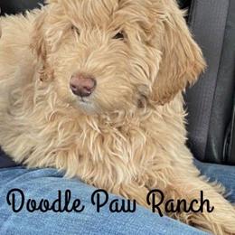 Aussiedoodle, Double Doodle, Goldendoodle, and Labradoodle Puppies from Doodle Paw Ranch