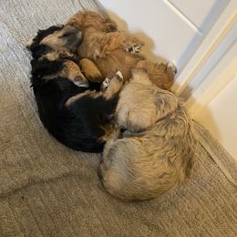 Schnoodle Puppies from Noodle Tings Puppies