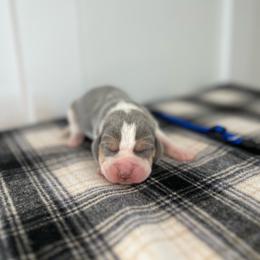AKC blue male - Blue tan and white male Beagle puppy in Shelley, Idaho from Idaho Beagles