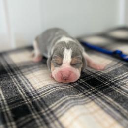 AKC blue male - Blue tan and white male Beagle puppy in Shelley, Idaho from Idaho Beagles