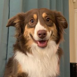Cal - Miniature Australian Shepherd