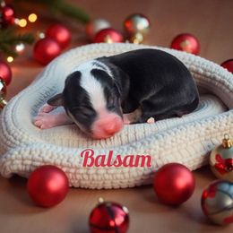 Balsam - Black and white male American Corgi puppy in Bland, Missouri from Shadey Lane Corgis