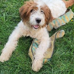 Benji - Saint Berdoodle