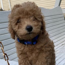 Poodles from Moore's Mini Poodles