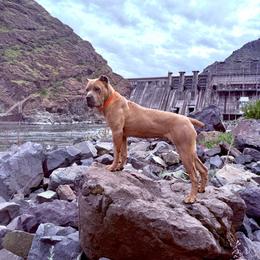 Chick - Cane Corso
